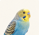 Burung parkit
