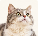 Kucing
